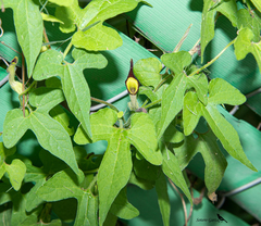 Aristolochia pentandra