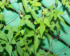 Aristolochia pentandra