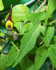 Aristolochia pentandra