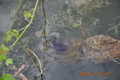 Pelophylax ridibundus