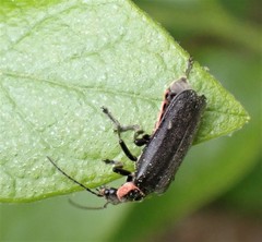 Atalantycha neglecta