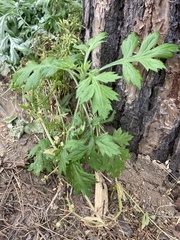 Artemisia princeps