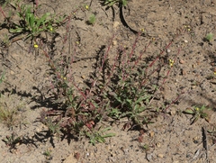 Camissoniopsis intermedia