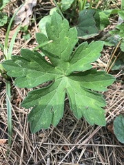 Geranium thunbergii