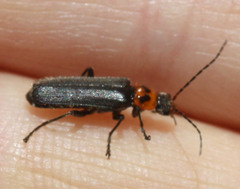 Cyrtomoptera divisa
