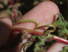Camissoniopsis intermedia