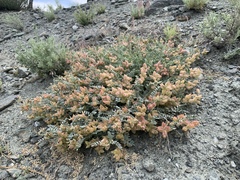 Astragalus lentiginosus antonius