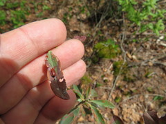 Tricholochmaea kalmiae