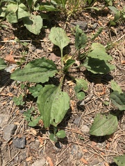 Plantago asiatica