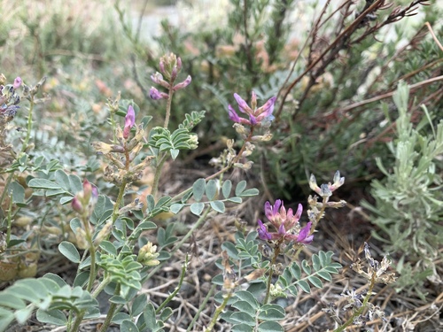 Astragalus lentiginosus var. antonius