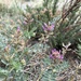 San Antonio Milkvetch - Photo (c) Justin M. Wood, some rights reserved (CC BY-NC), uploaded by Justin M. Wood