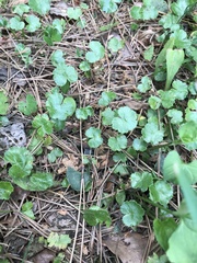 Hydrocotyle sibthorpioides