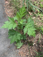 Artemisia princeps
