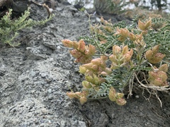 Astragalus lentiginosus antonius