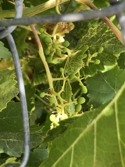 Vitis girdiana