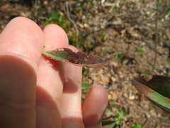 Tricholochmaea kalmiae