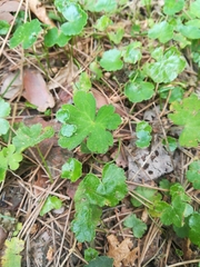 Hydrocotyle sibthorpioides