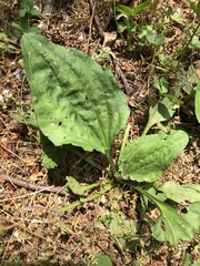 Plantago asiatica