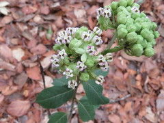 Asclepias similis