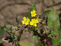 Camissoniopsis intermedia