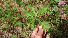 Artemisia princeps