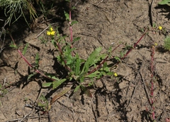 Camissoniopsis intermedia