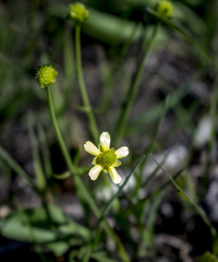Ranunculus rhomboideus