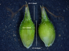 Carex tonsa rugosperma