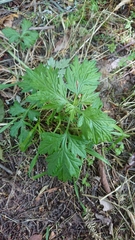 Artemisia princeps