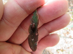 Tricholochmaea kalmiae