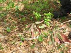 Tricholochmaea kalmiae