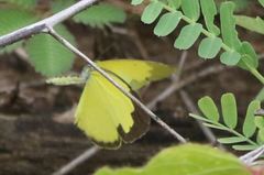 Eurema alitha