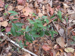 Litsea glaucescens