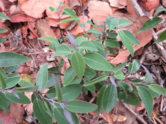 Litsea glaucescens