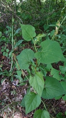 Houttuynia cordata