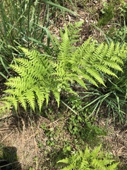 Pteridium aquilinum