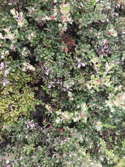 Arctostaphylos pumila