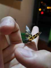 Pantherodes pardalaria