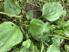 Plantago asiatica