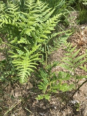 Pteridium aquilinum