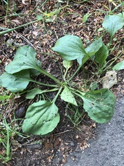 Plantago