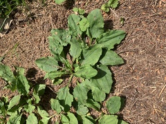 Plantago asiatica