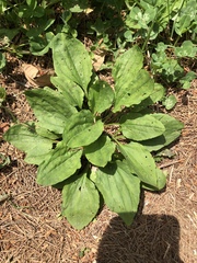 Plantago