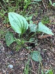 Plantago asiatica