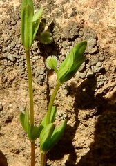 Galium bifolium