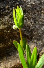 Galium bifolium