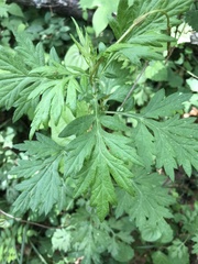 Artemisia princeps