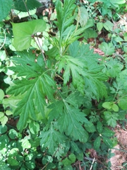 Artemisia princeps