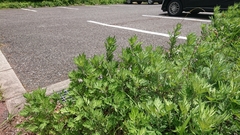 Artemisia princeps