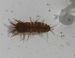 Caecidotea tomalensis